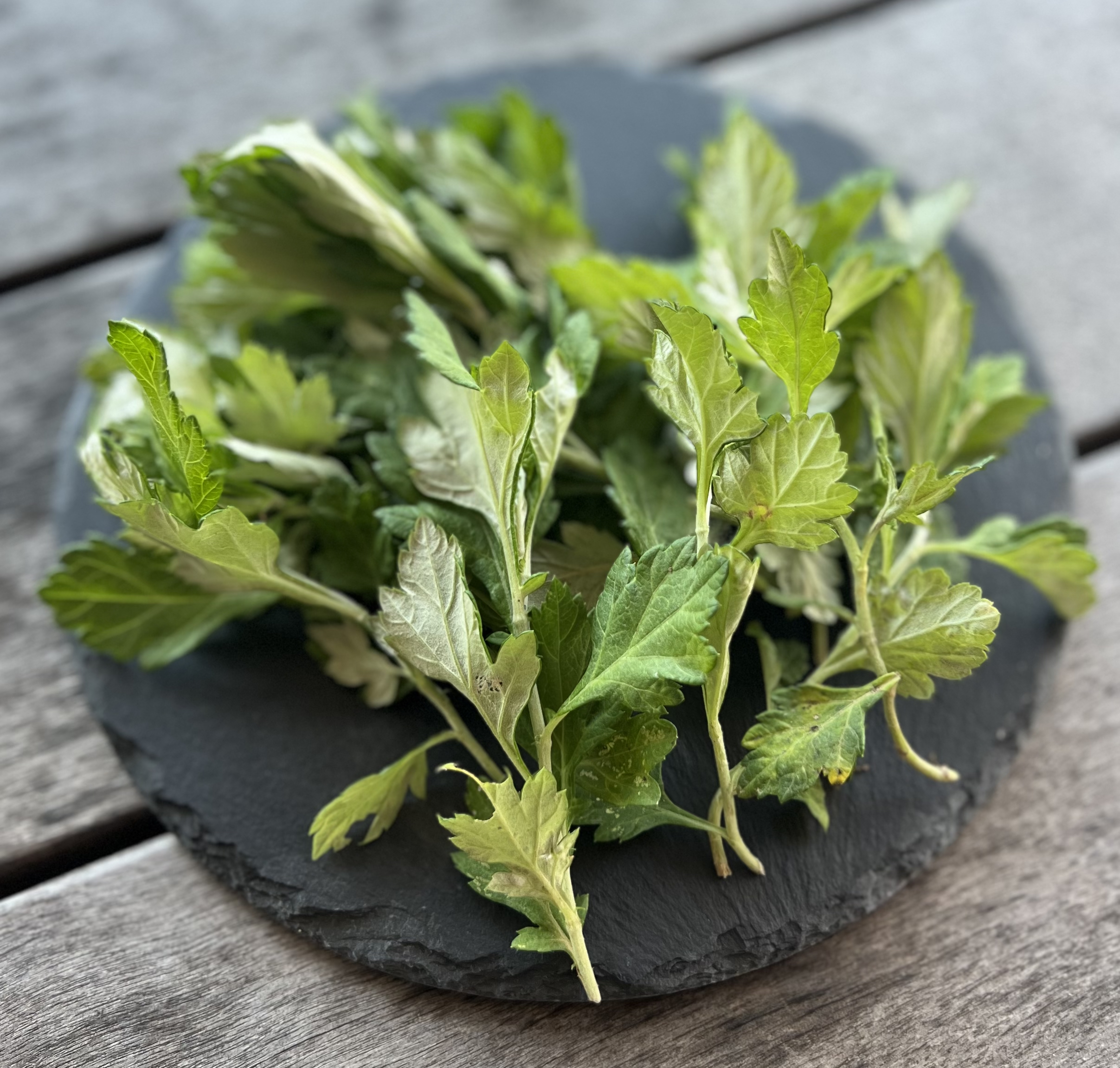 フーチバー - Villa Muse Okinawa